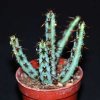 Euphorbia aeruginosa-art579